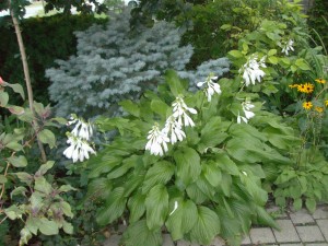 Pine shoots dry cough remedies