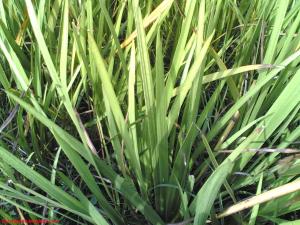 Calamus herb