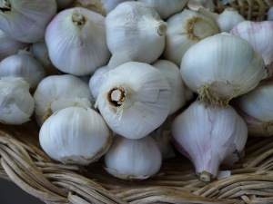 Garlic