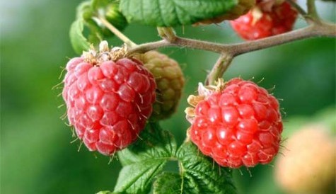 raspberry plant